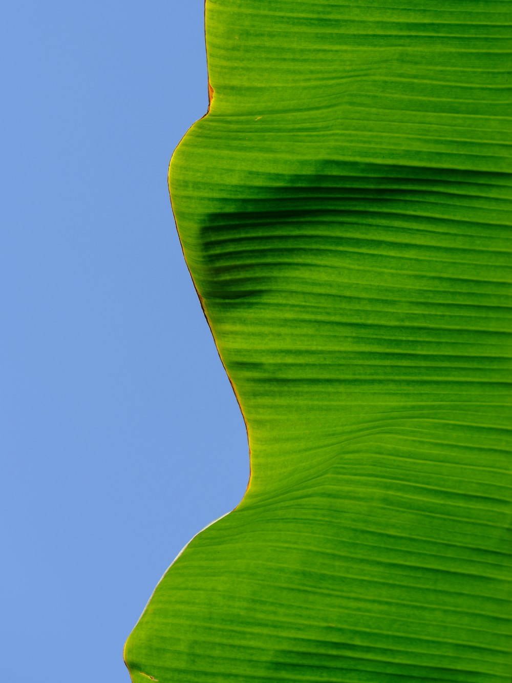 a large green leaf with a blue sky in the background