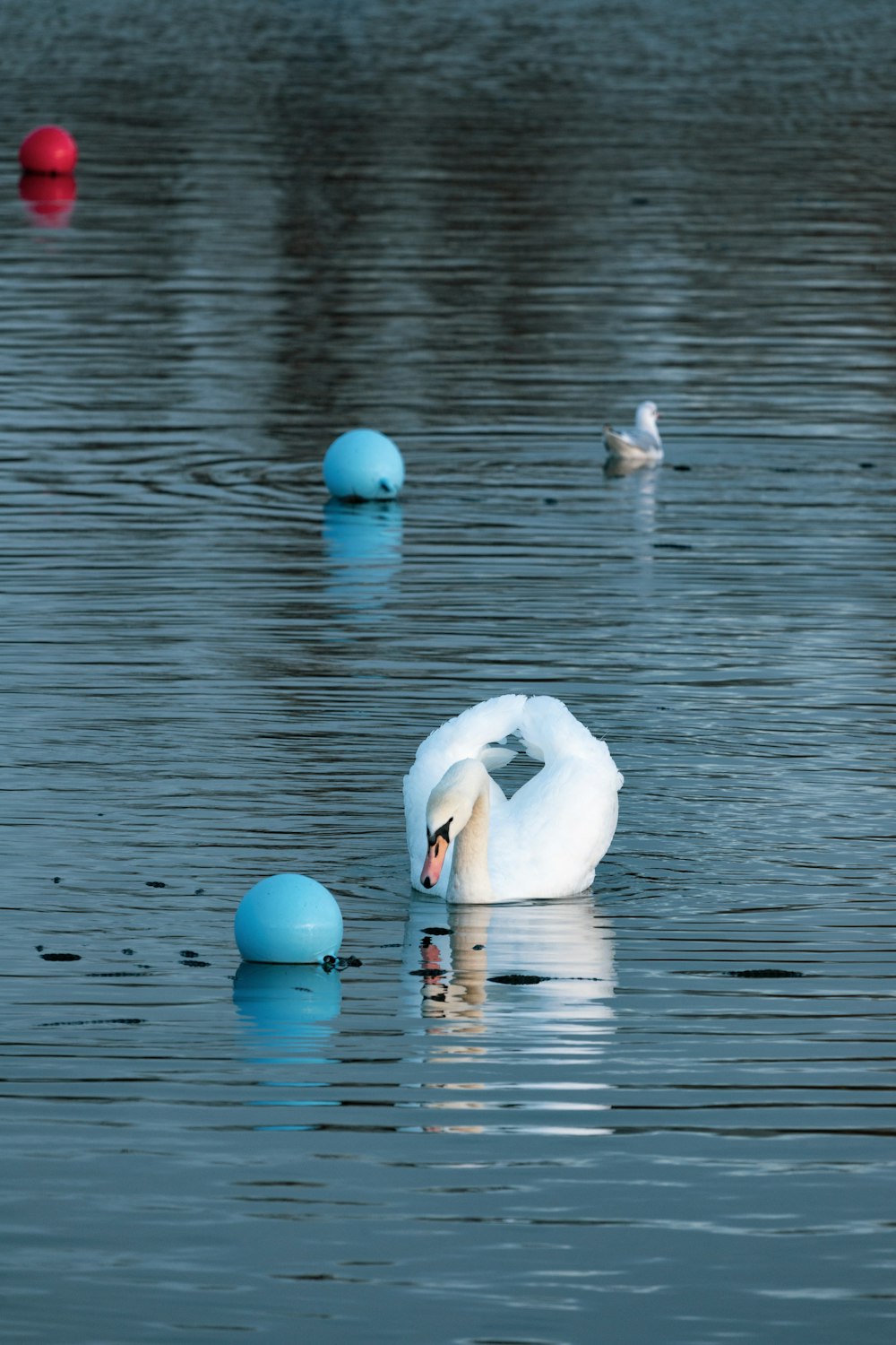 a white swan is swimming in the water