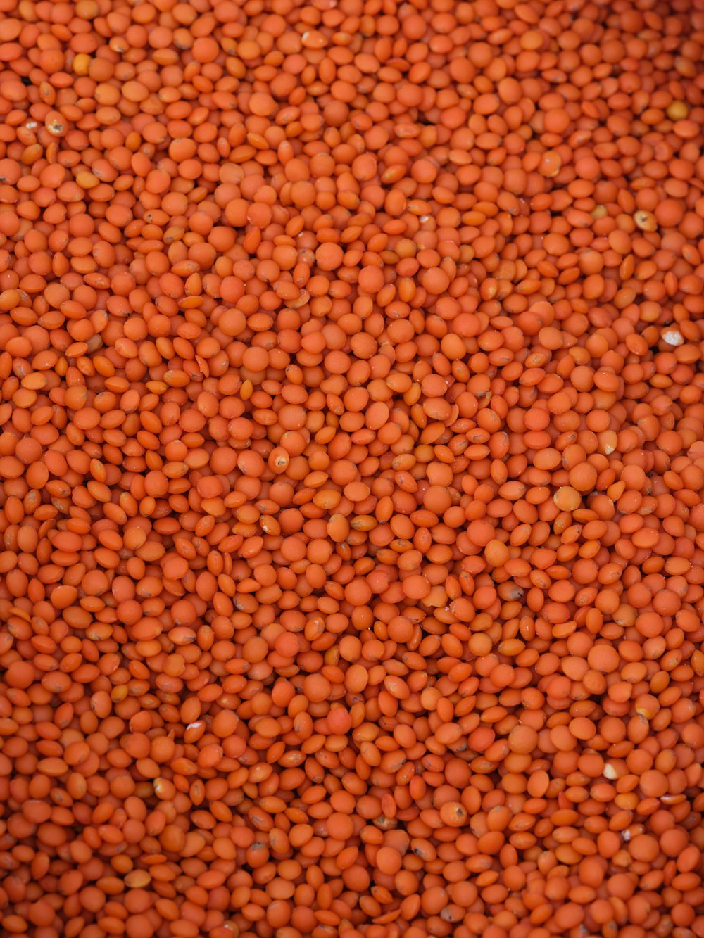 a pile of red lentils sitting on top of a table