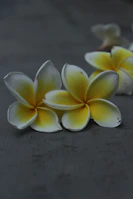 White tropical frangipani flowers delicately resting beside smooth black stones.