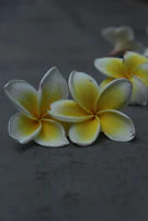 White frangipani flowers delicately placed beside amber oil bottles on a graphite surface