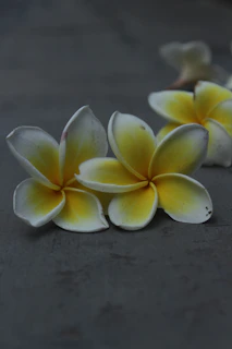 White frangipani flowers delicately placed beside amber oil bottles on a graphite surface