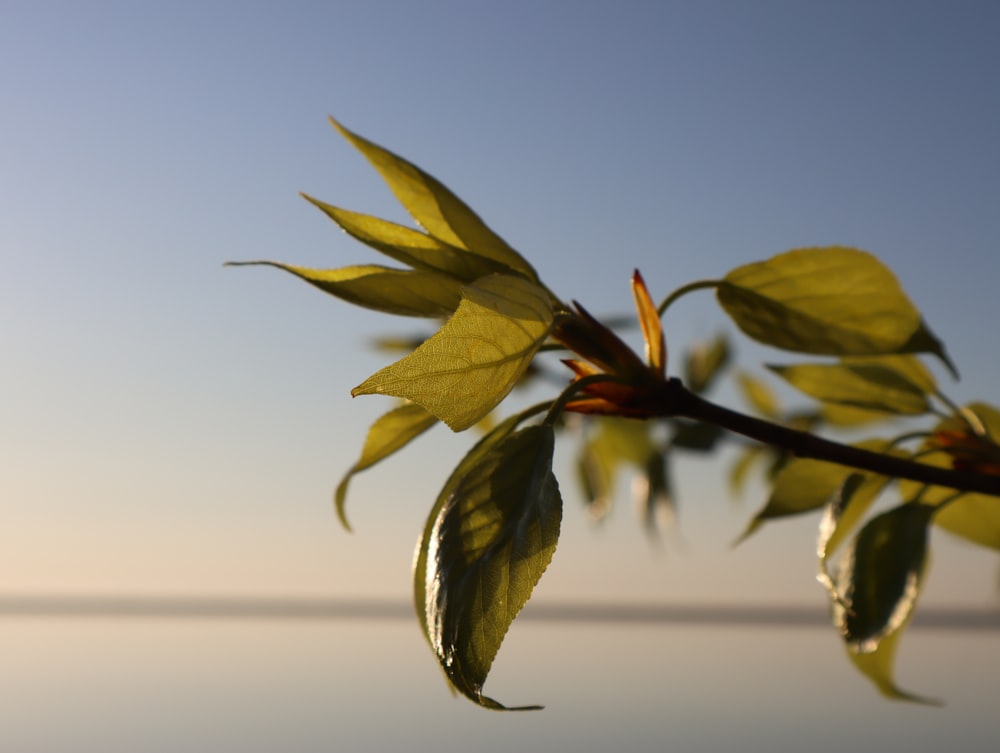 a branch of a tree with green leaves