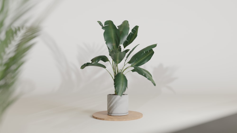 a potted plant sitting on top of a table