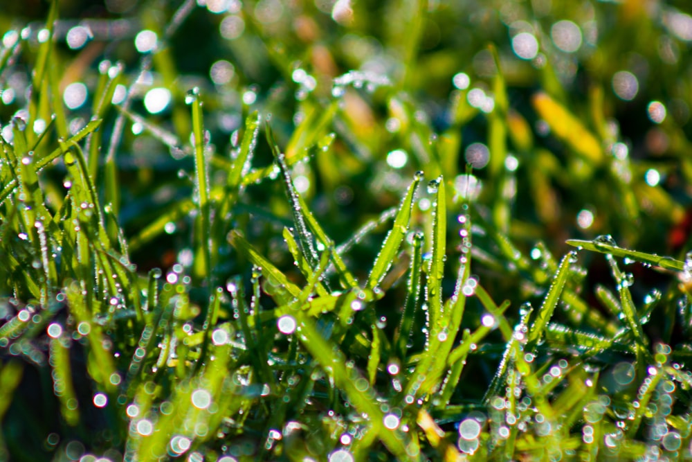 un gros plan d’herbe avec des gouttelettes d’eau dessus