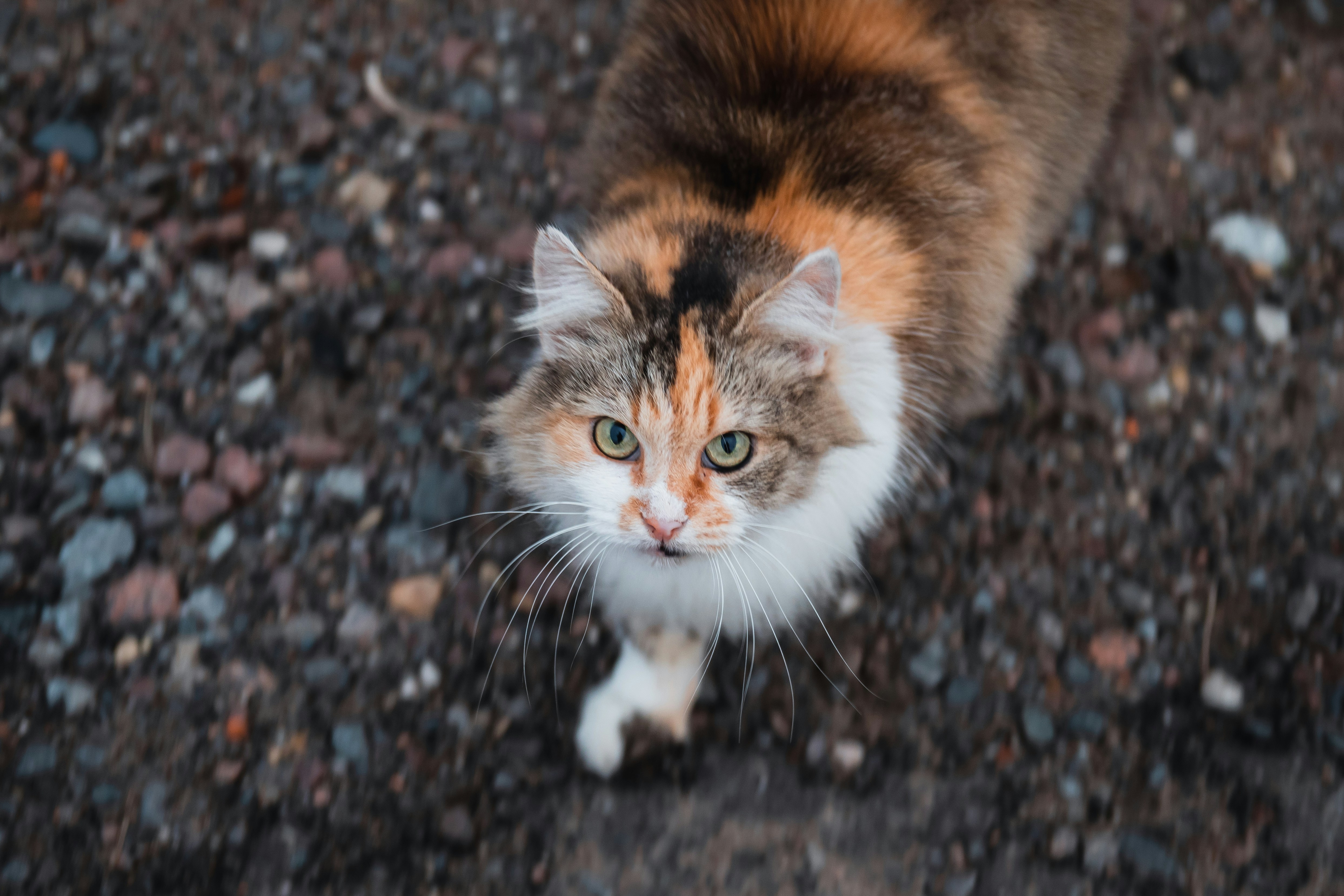 Photo by darkmoon_afa