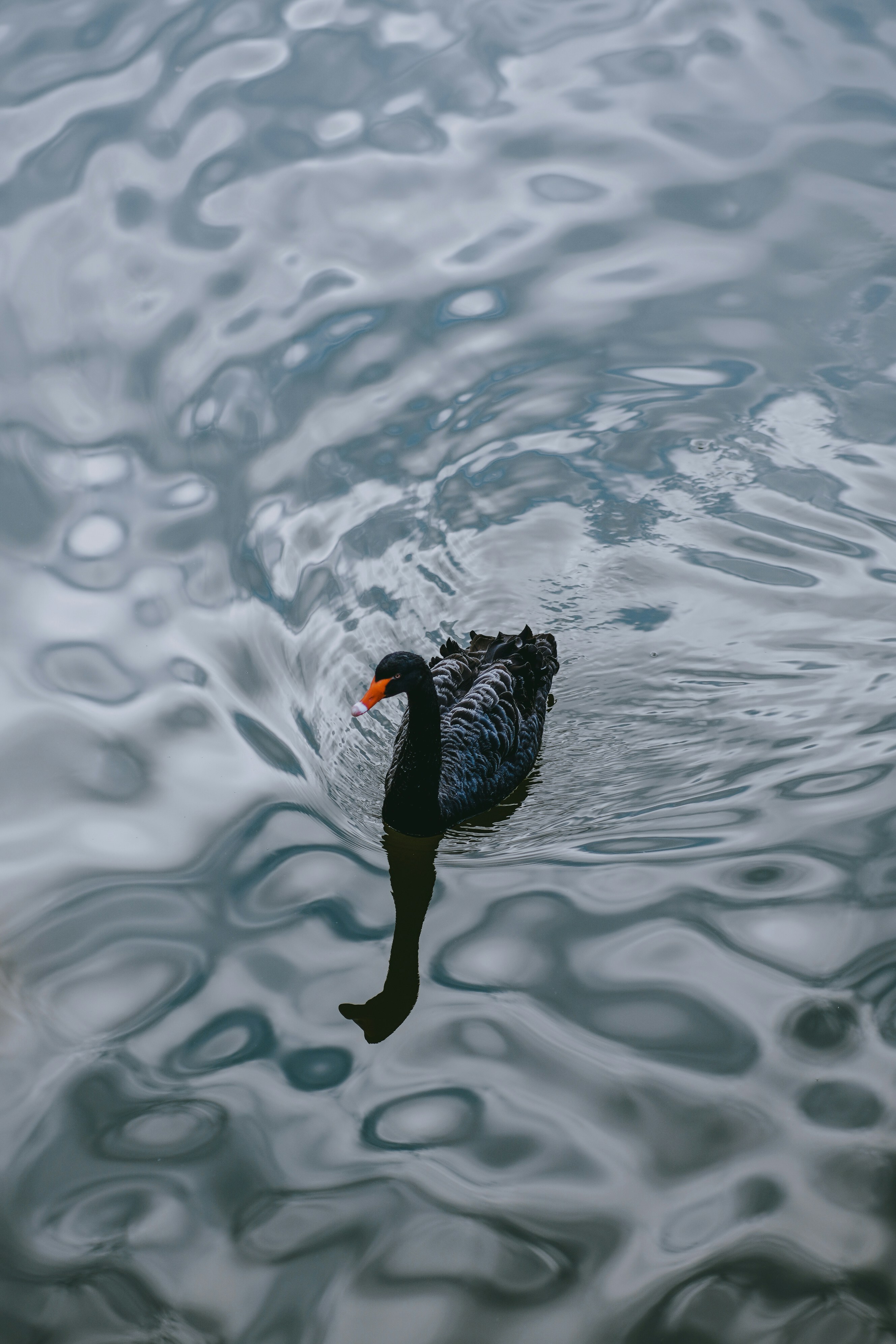 A black bird floating on top of a body of water photo – Free Nature ...