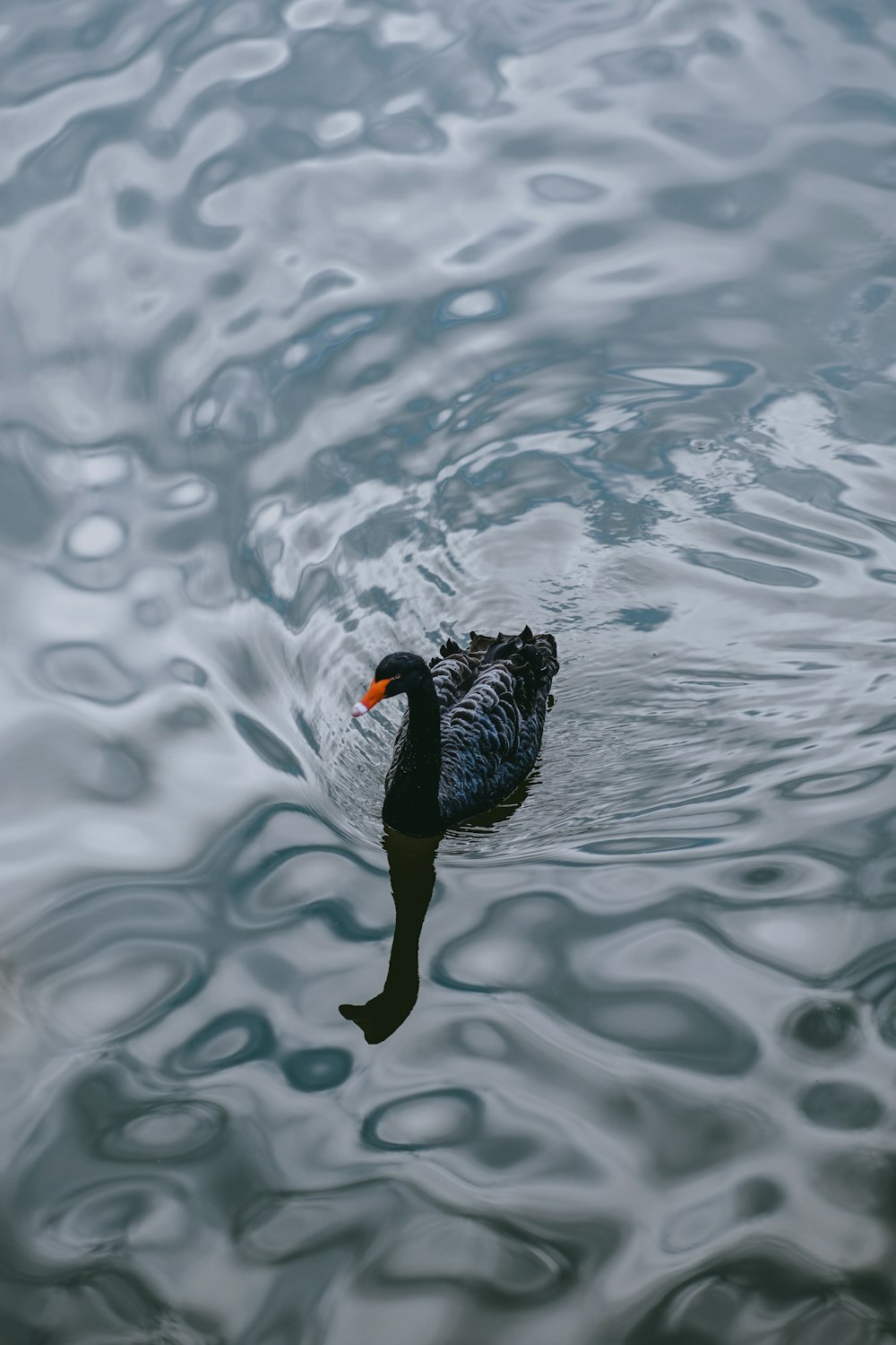 Un uccello nero che galleggia sulla cima di uno specchio d'acqua