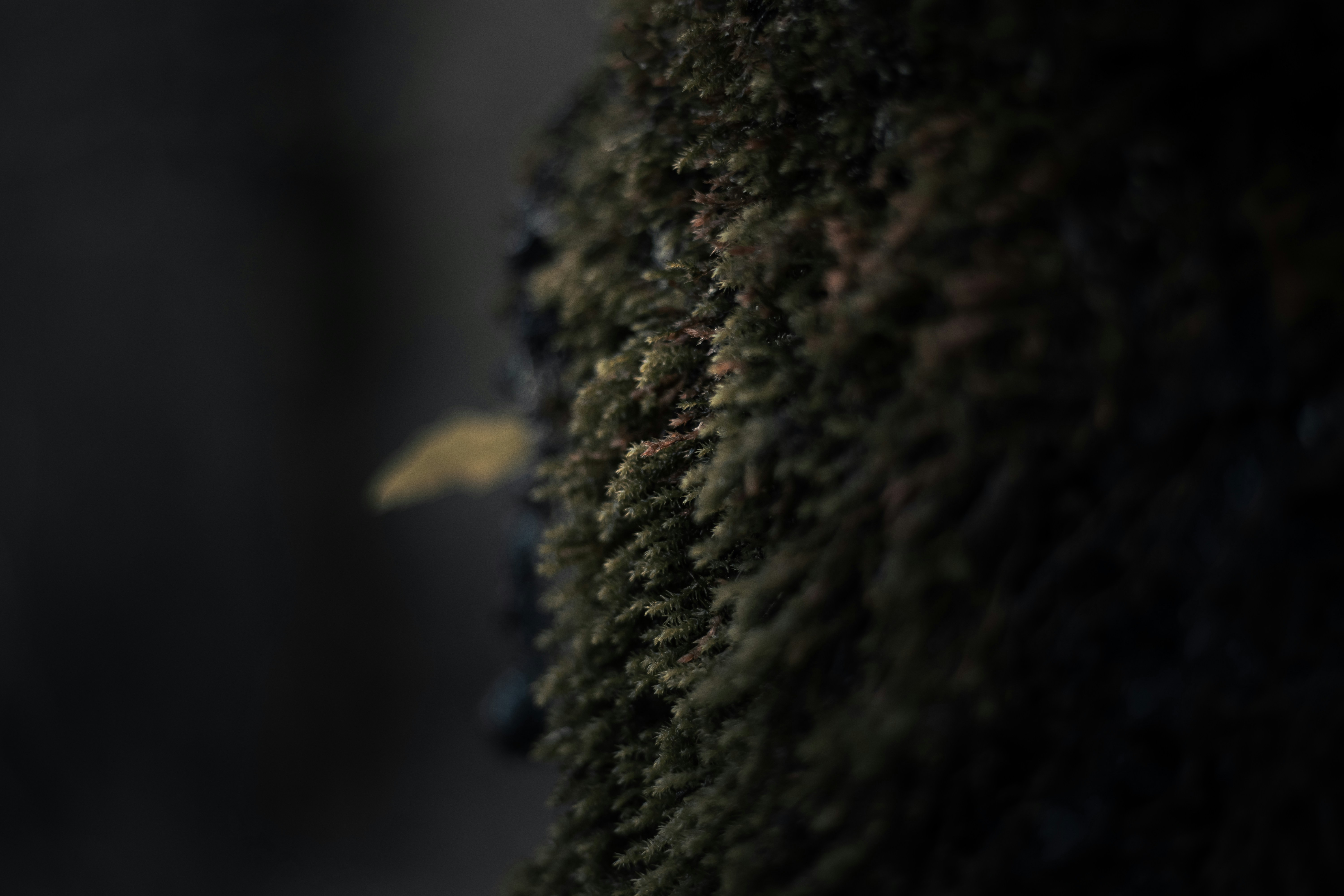 Photo by mahdibafande