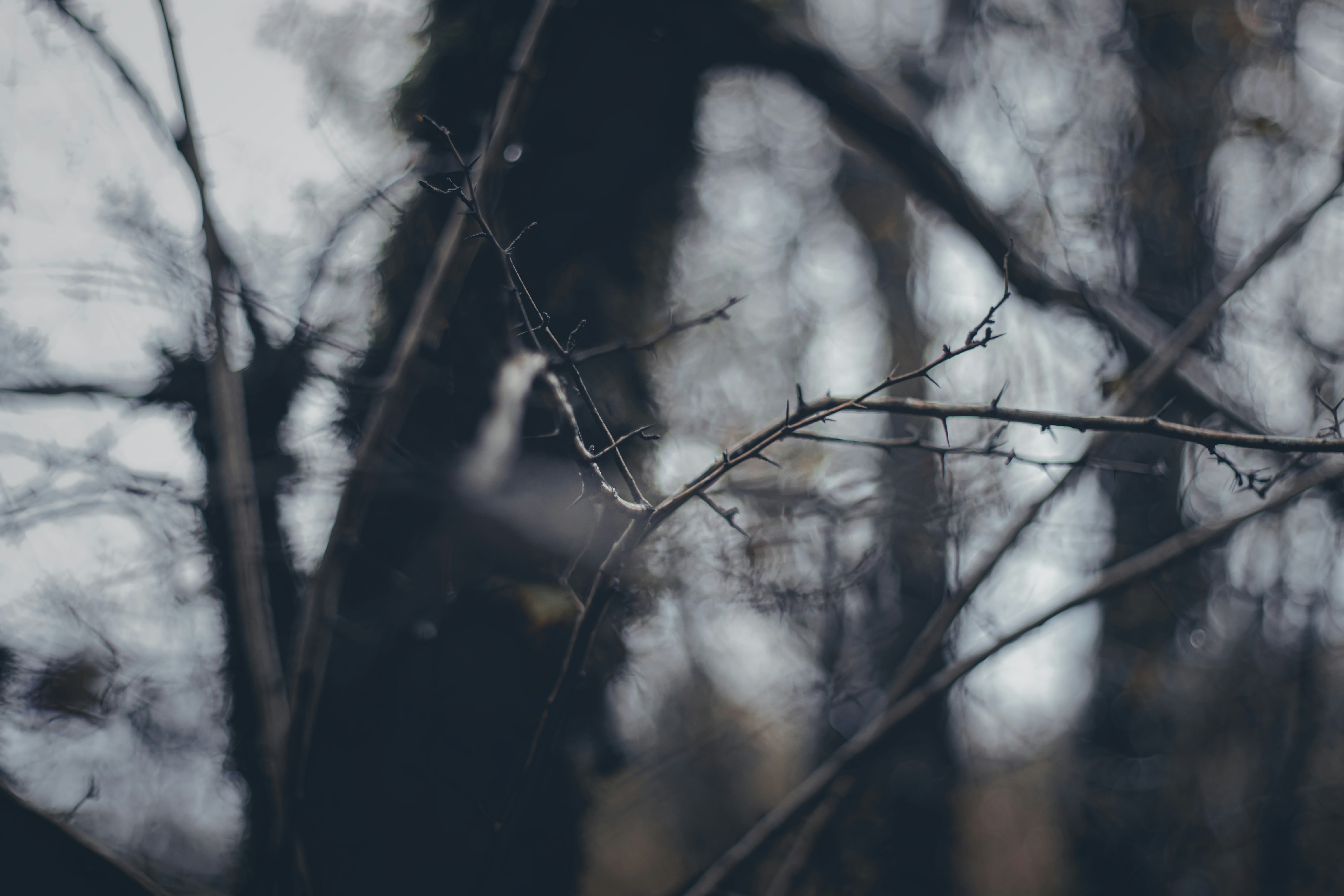 Photo by mahdibafande