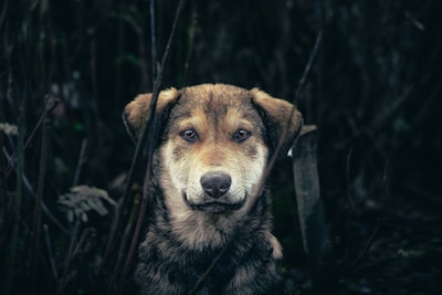 a close up of a dog in a field