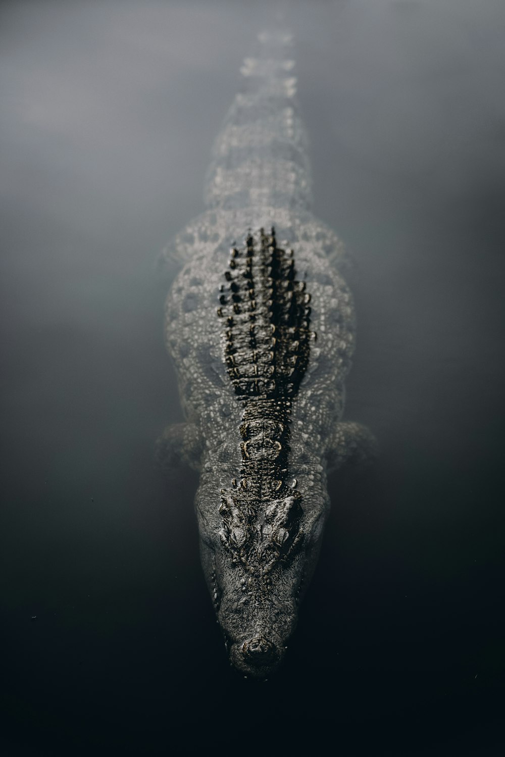 a large alligator is floating in the water