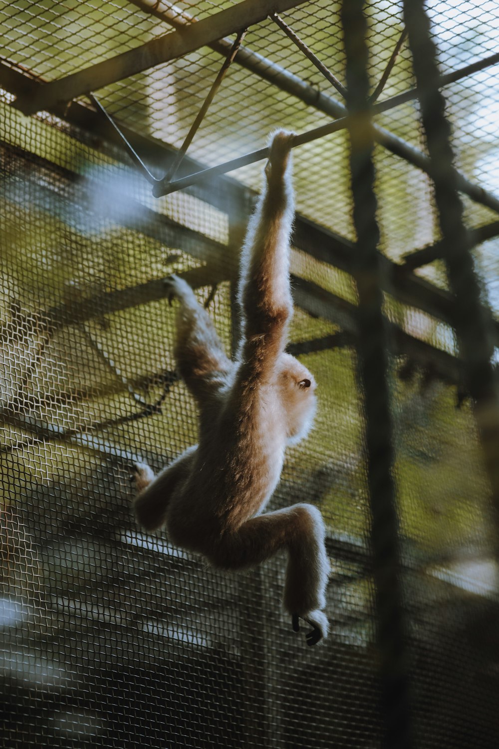 a monkey hanging upside down in a cage