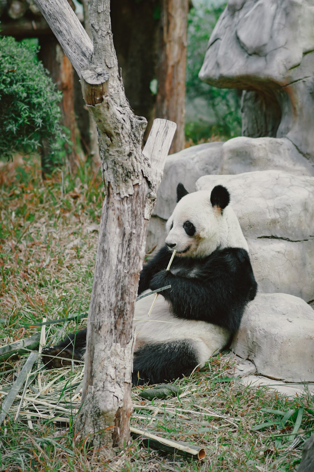 a panda bear sitting on top of a rock next to a tree