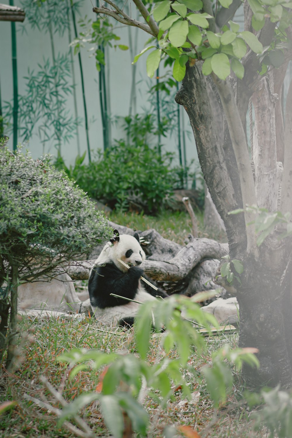 a panda bear sitting in the grass next to a tree