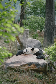 A panda is resting on a large rock surrounded by green foliage and trees in a natural setting. Its black and white fur contrasts with the earthy colors of the rock and greenery around it.