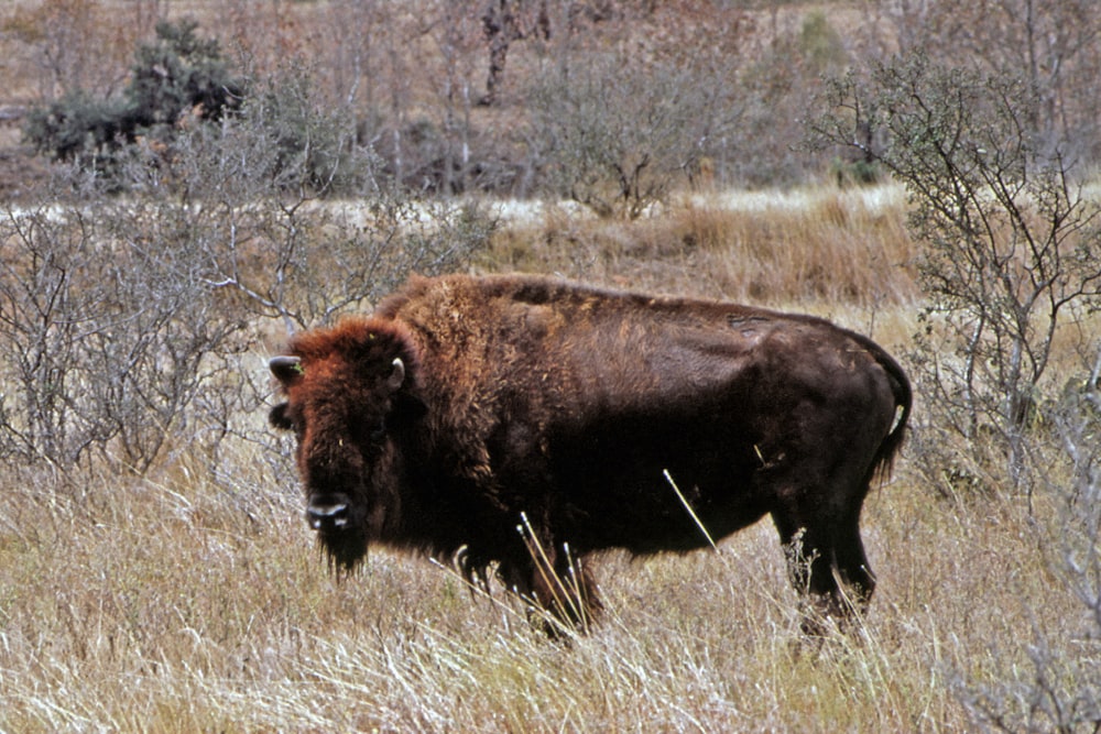 Ein großer Bison steht auf einem trockenen Grasfeld