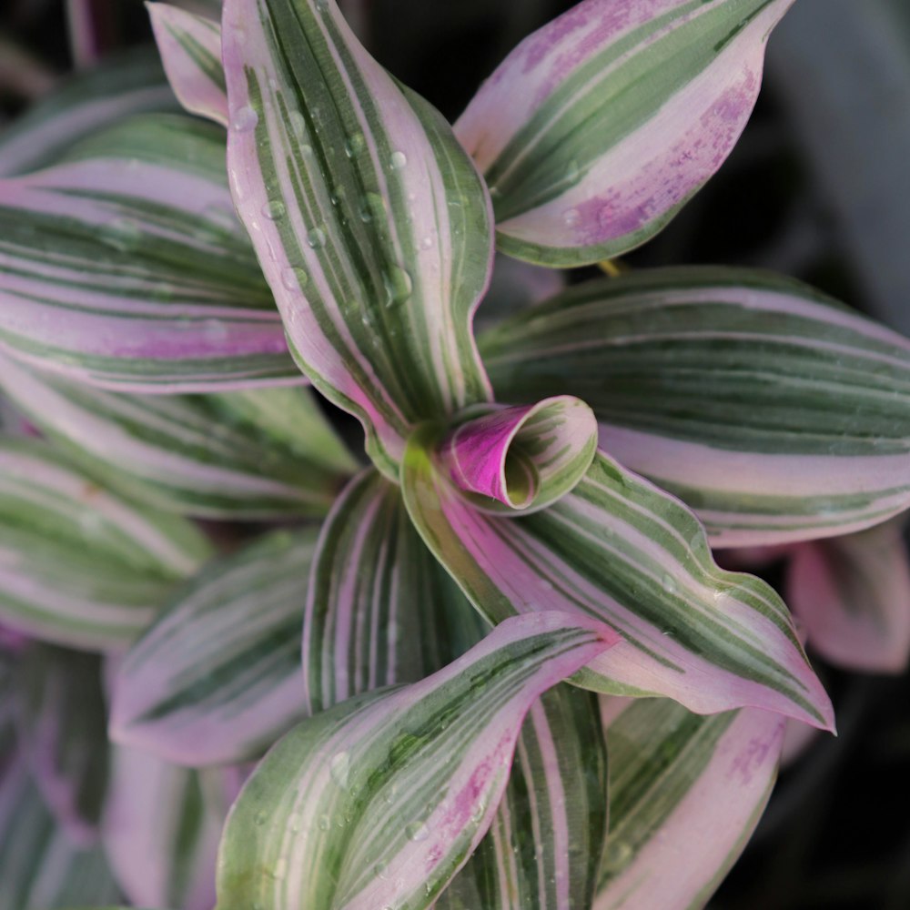 a close up of a green and purple plant