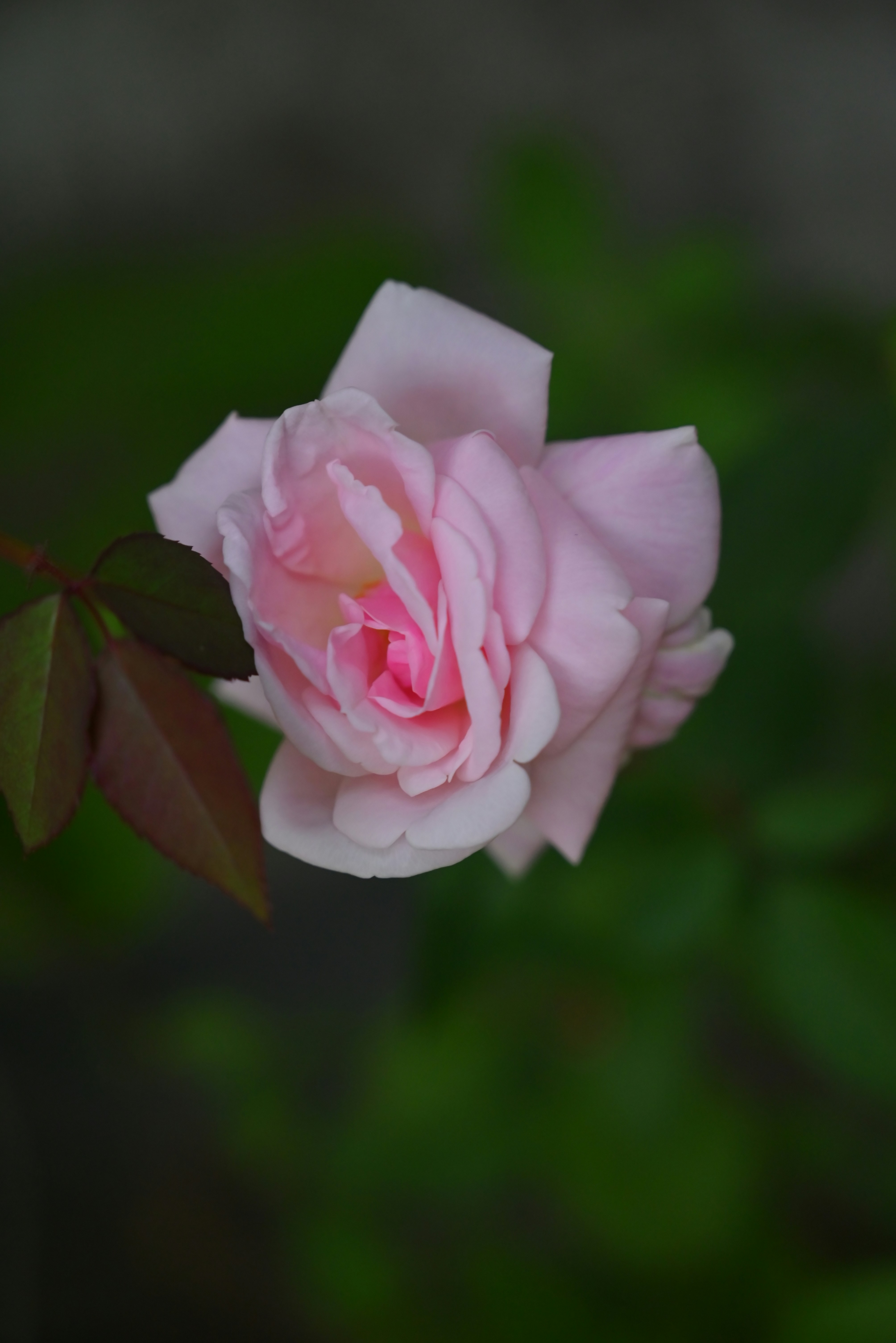 Photo by priyanshu_savarn_1