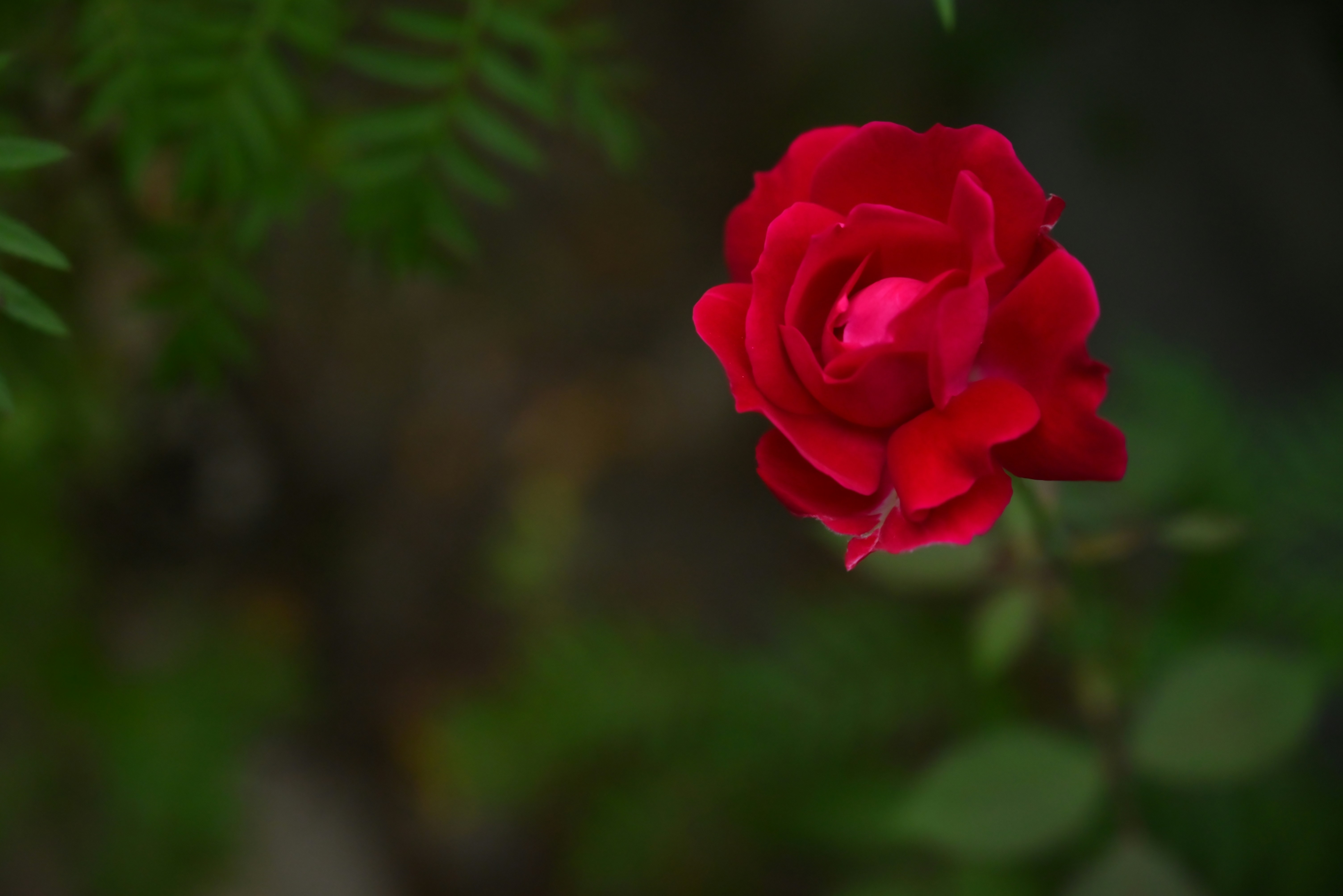 Photo by priyanshu_savarn_1