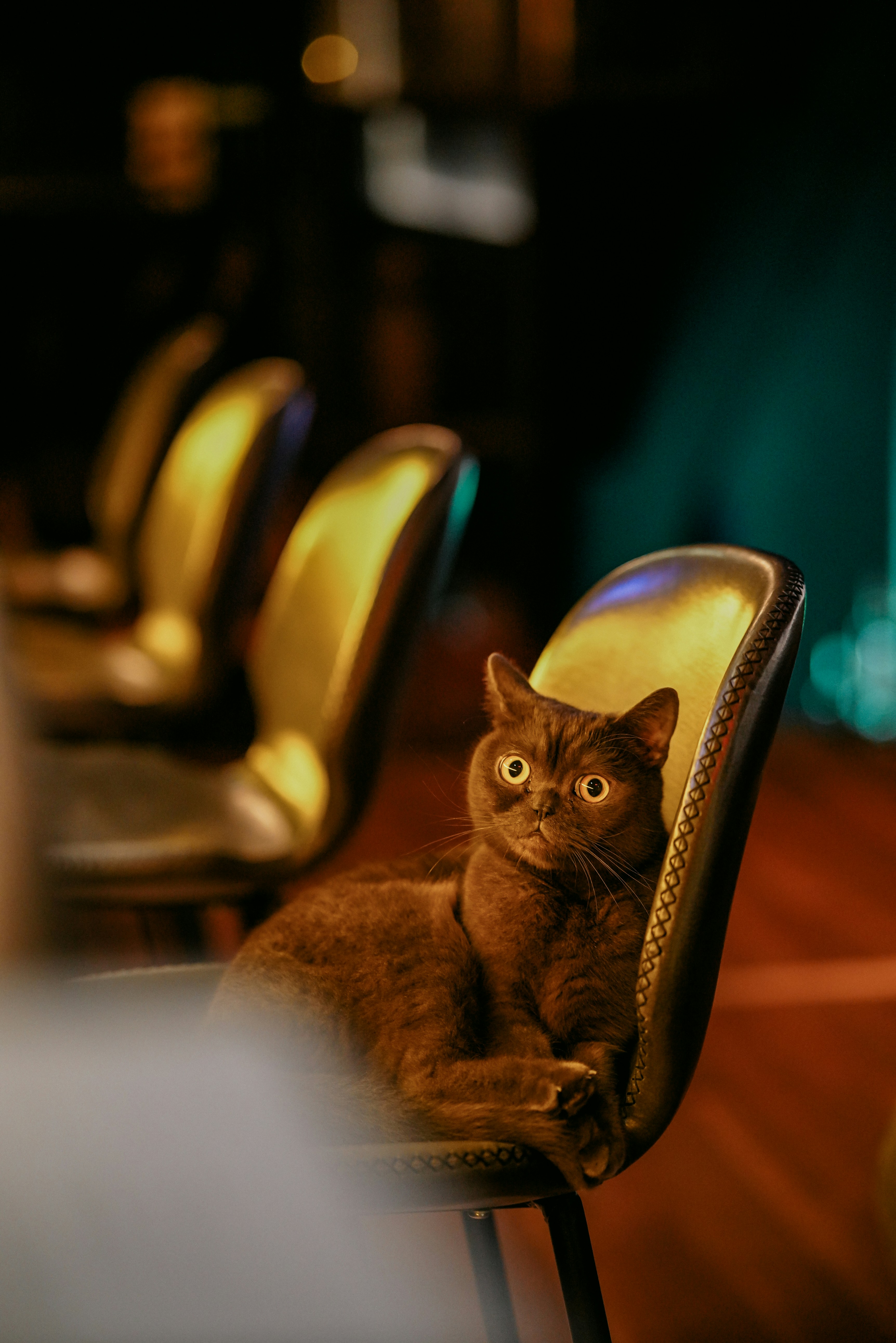 a cat sitting on a chair looking at the camera