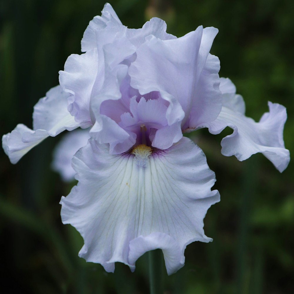 a white and purple flower in a garden