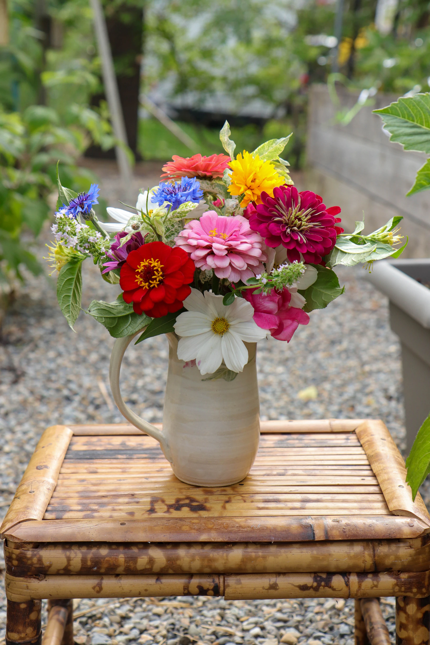 A cream ceramic pitcher of cut red, pink, magenta and yellow zinnias, a white cosmos and blue cornflowers on a bamboo stool on a gravel garden path