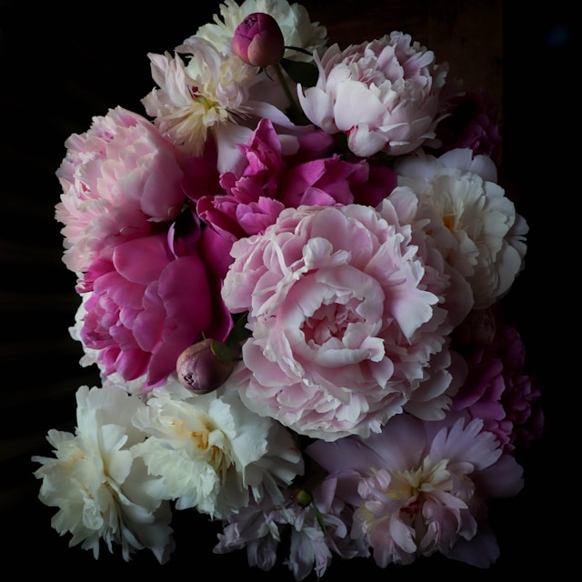 a bouquet of pink and white flowers on a black background