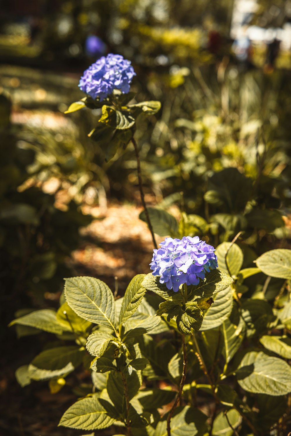 a blue flower is growing in a garden