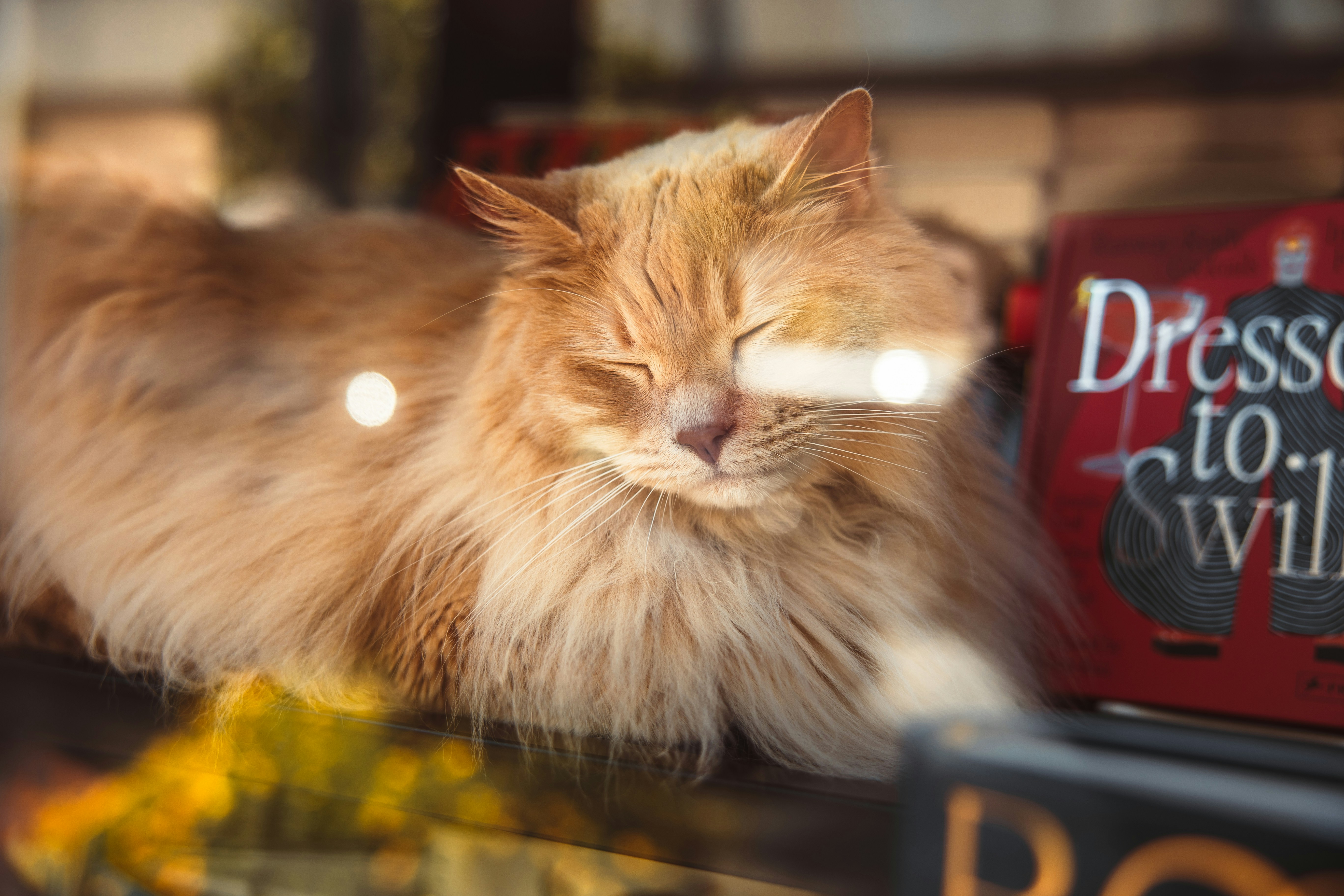 Purrso's Cozy Library Adventure: A Tale of Books and Cat Naps 📚🐾