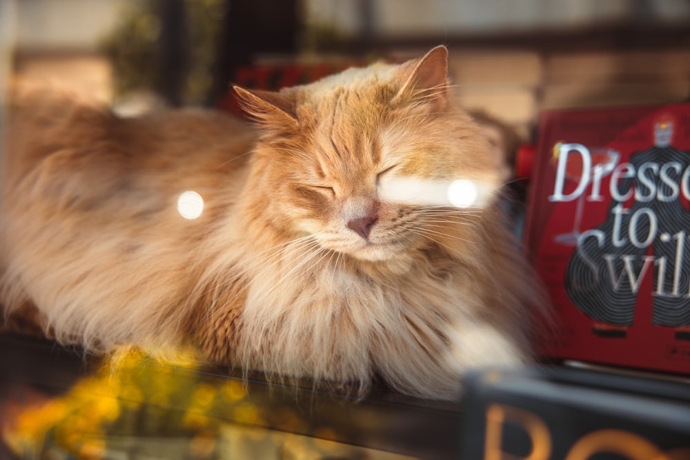 a cat sleeping on top of a book shelf