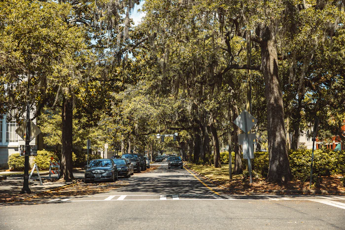 Live oaks over a quiet street