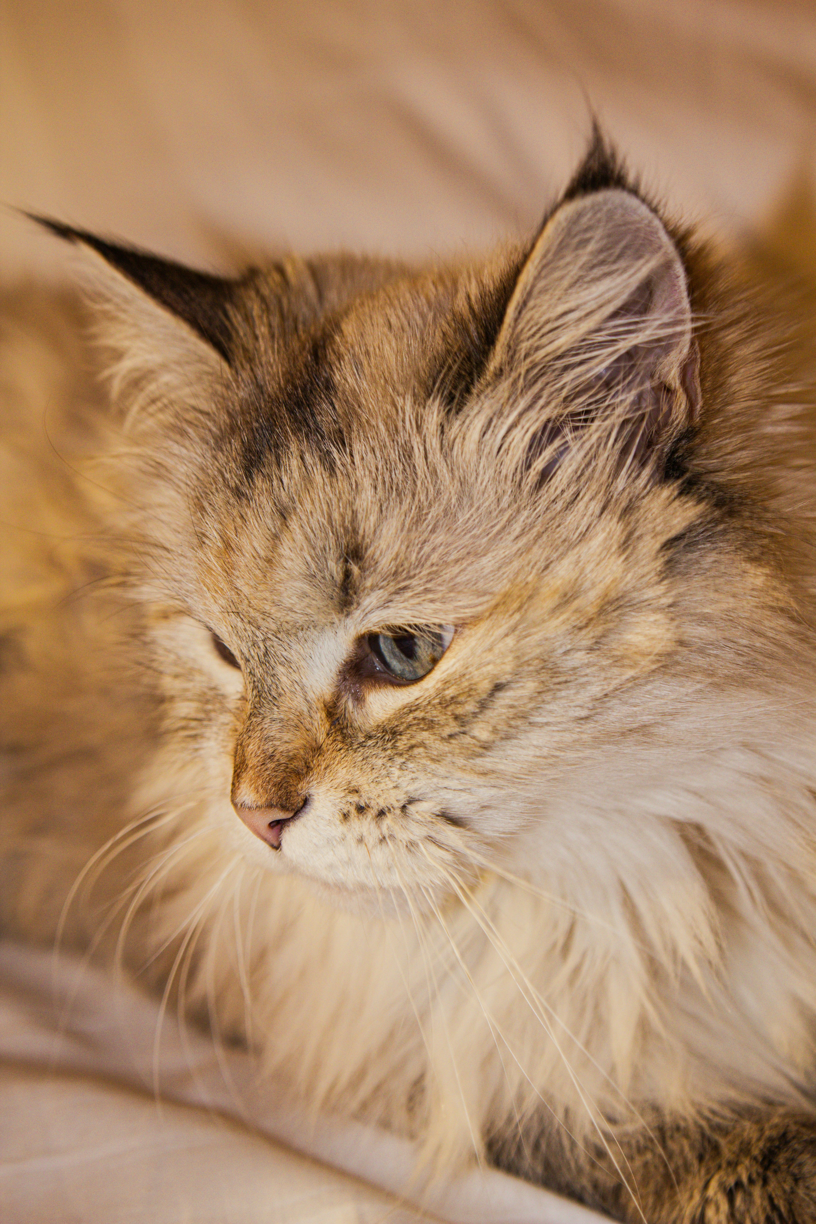 Photo by sam_badmaeva