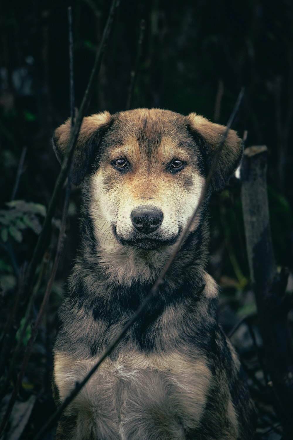 a close up of a dog sitting in the woods