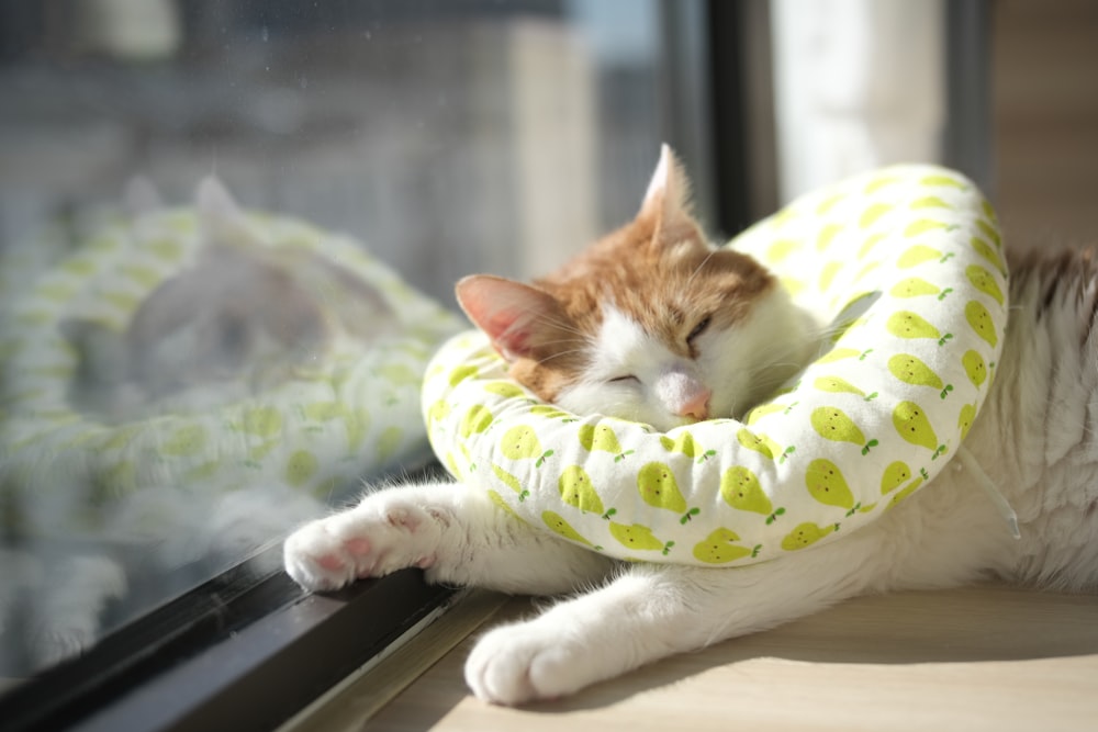 a cat laying on a window sill next to a window