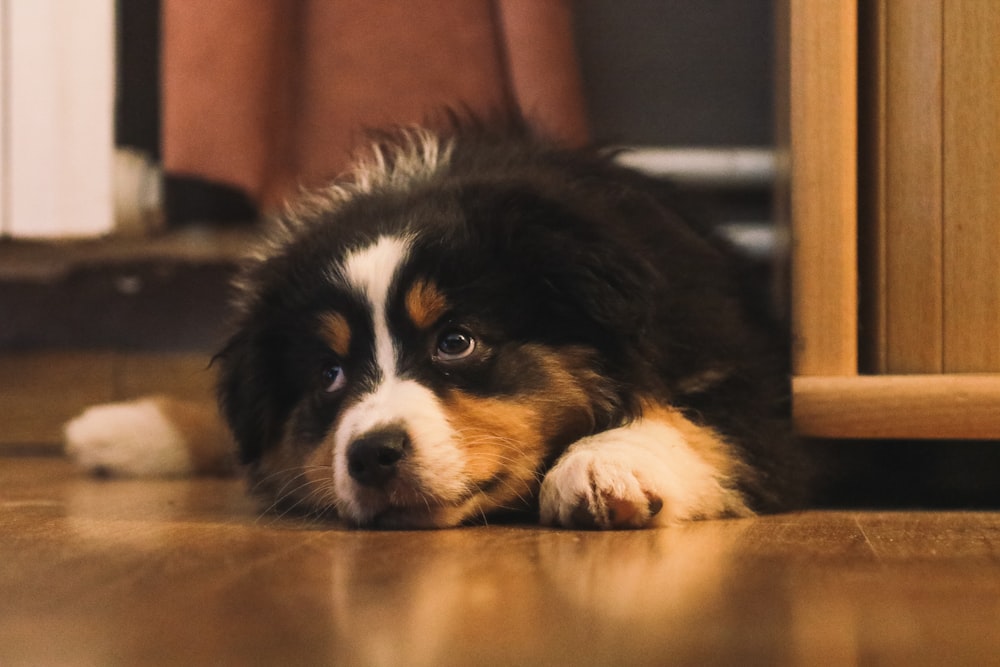 a dog laying on the floor next to a cabinet