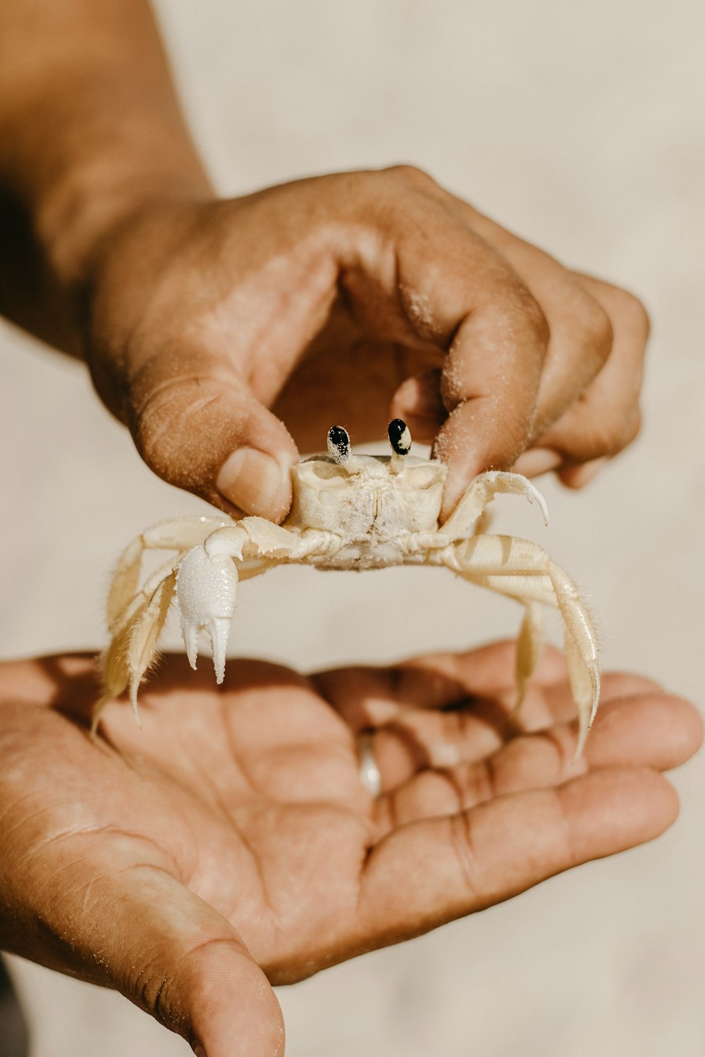 a person holding a crab in their hands