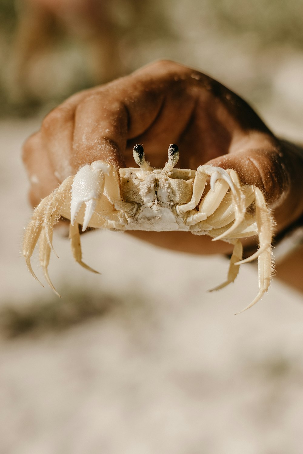 a person holding a crab in their hand