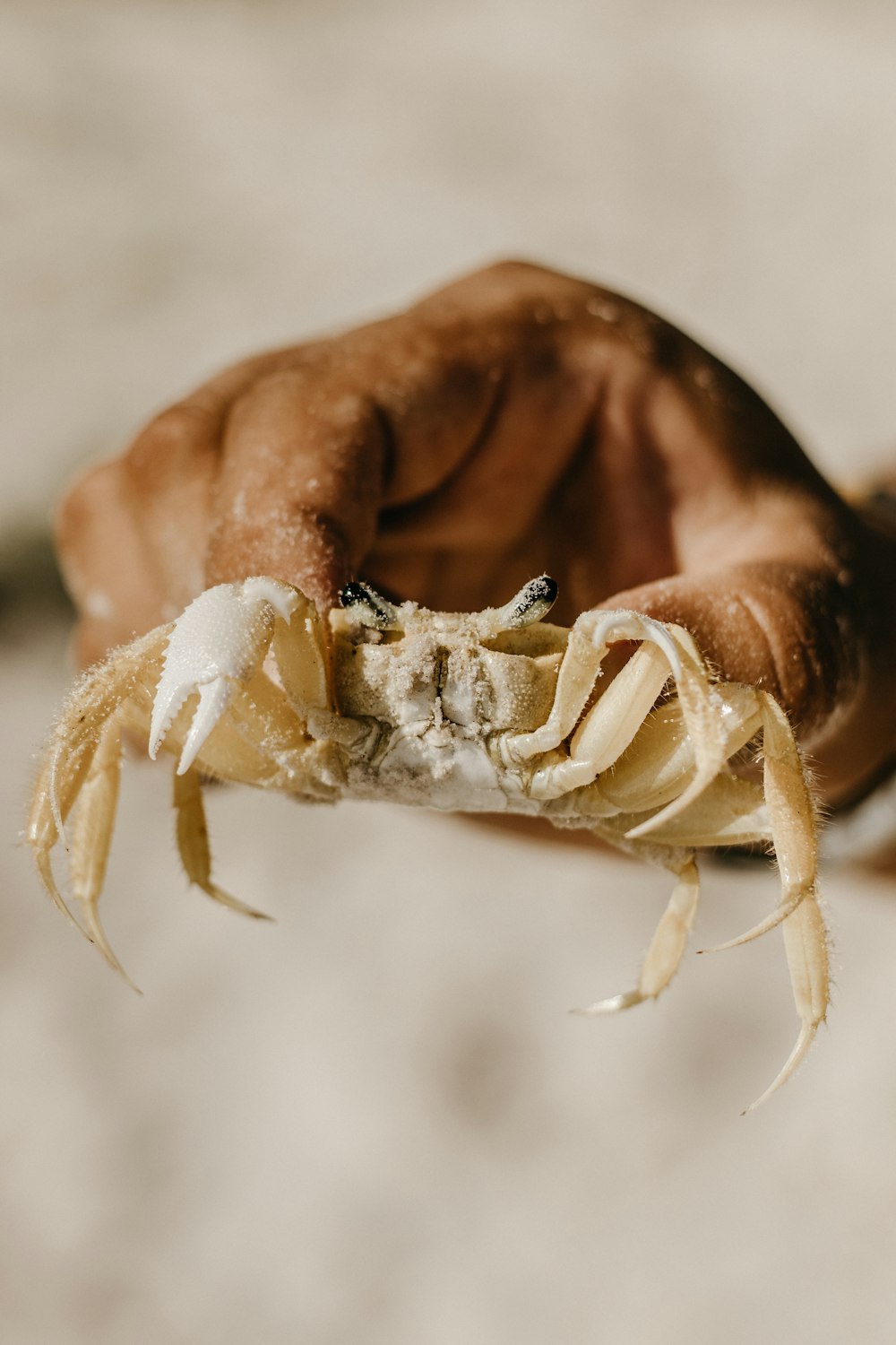 a person holding a crab in their hand