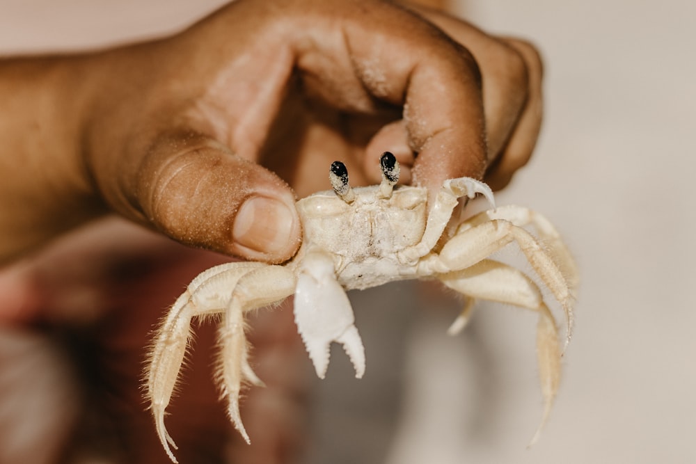 a person holding a crab in their hand