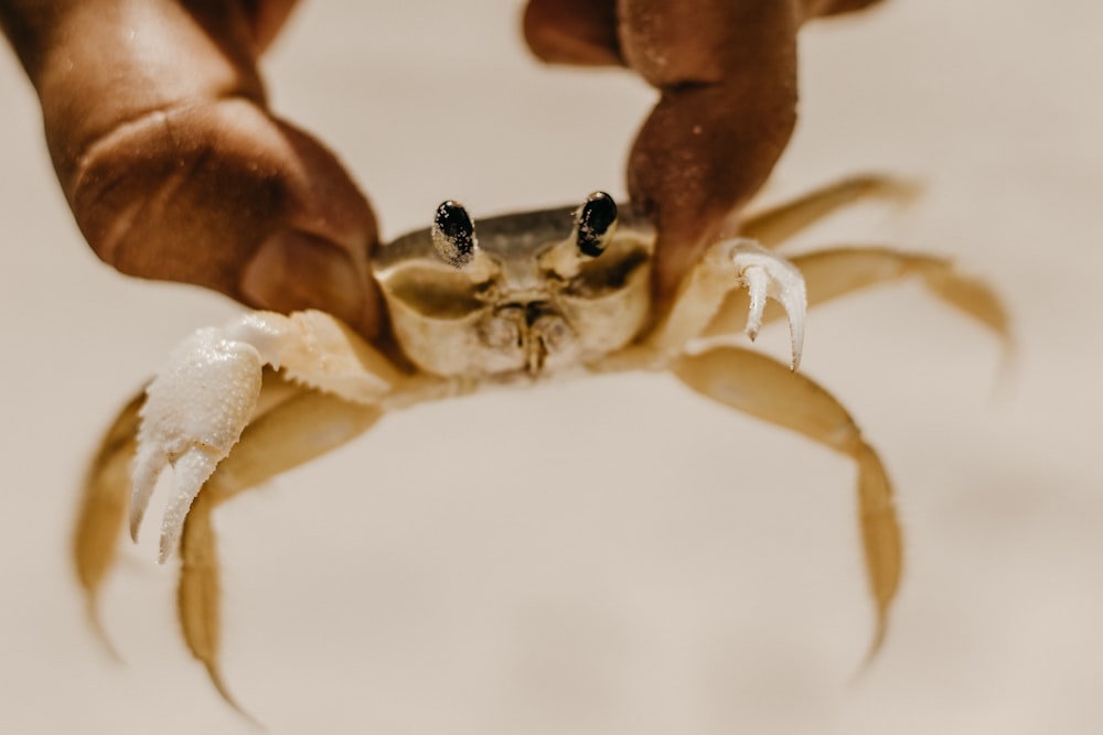 a person holding a crab in their hands