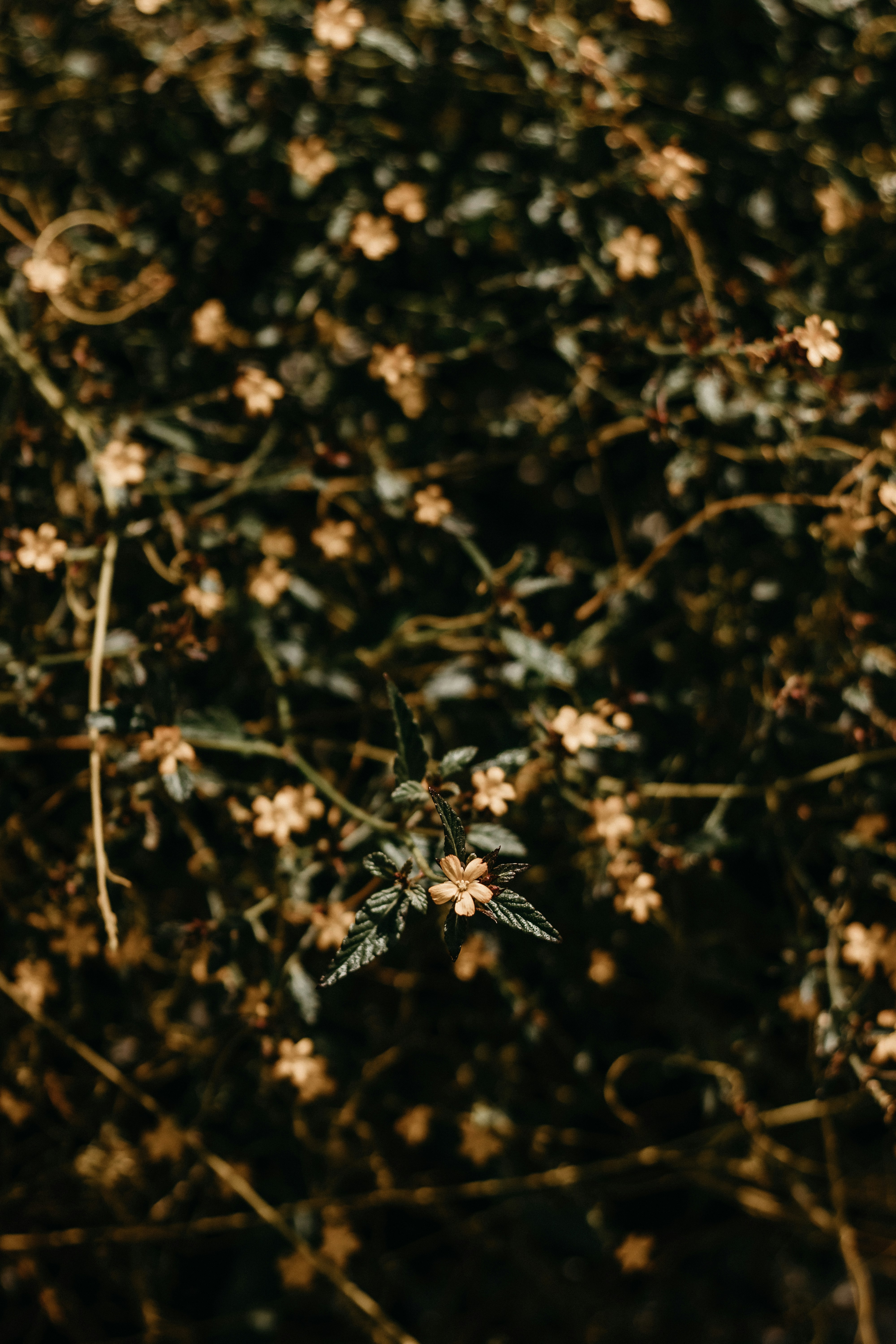 Photo by kawerodriguess