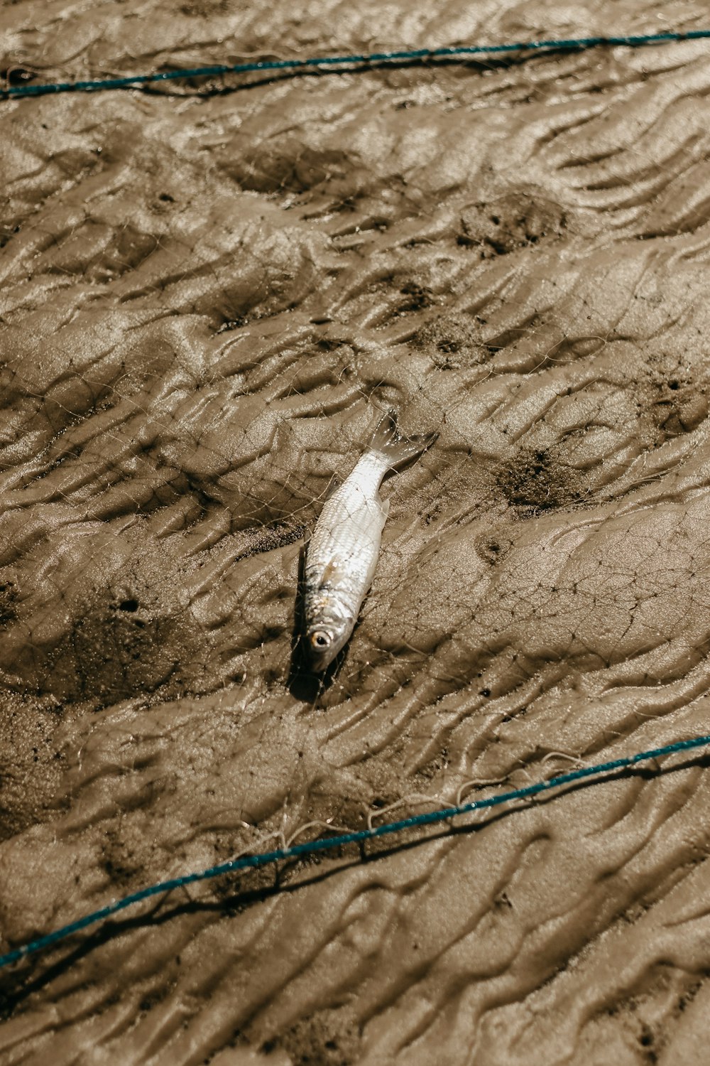 a dead fish laying on the ground in the sand