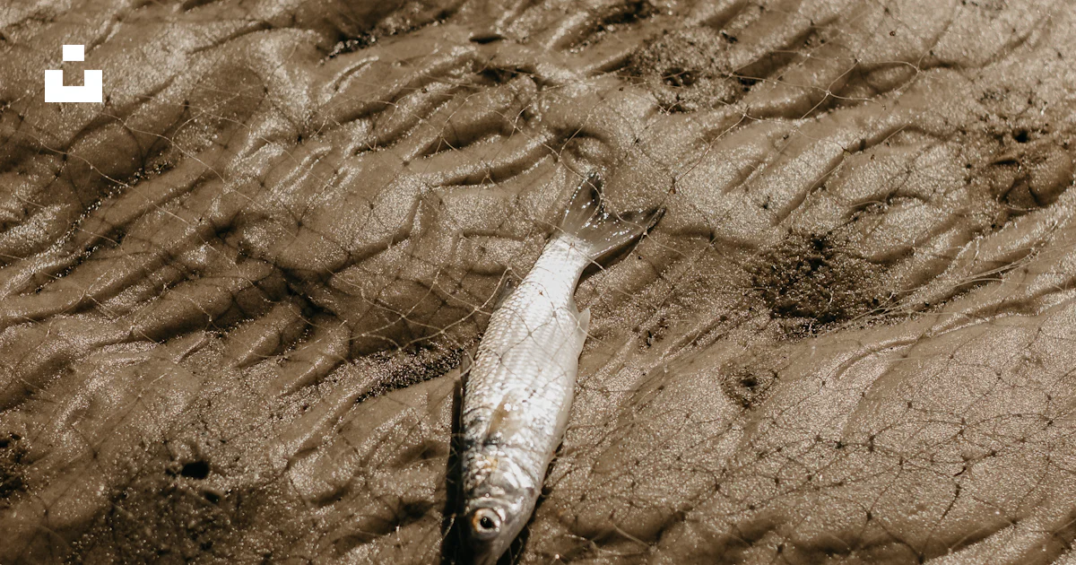 A dead fish laying on the ground in the sand photo – Free Ajuruteua ...