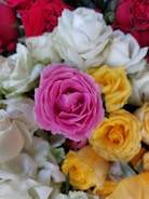 A close-up of different colored roses in a garden.