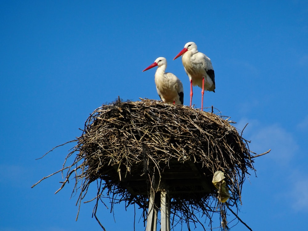 two birds are standing on top of a nest