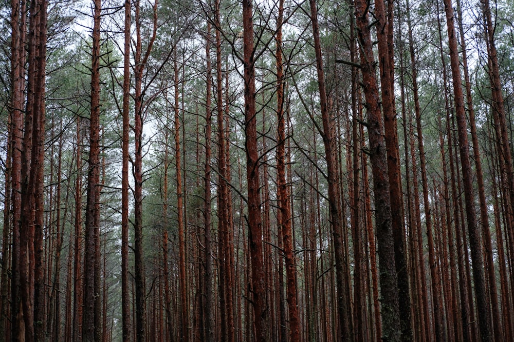 Una foresta piena di molti alberi ad alto fusto