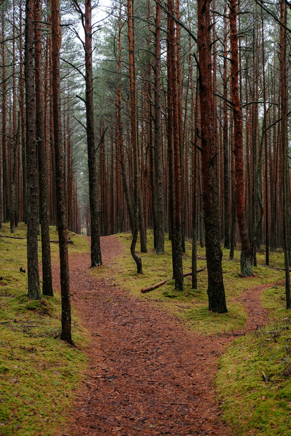 a path through a forest with lots of trees