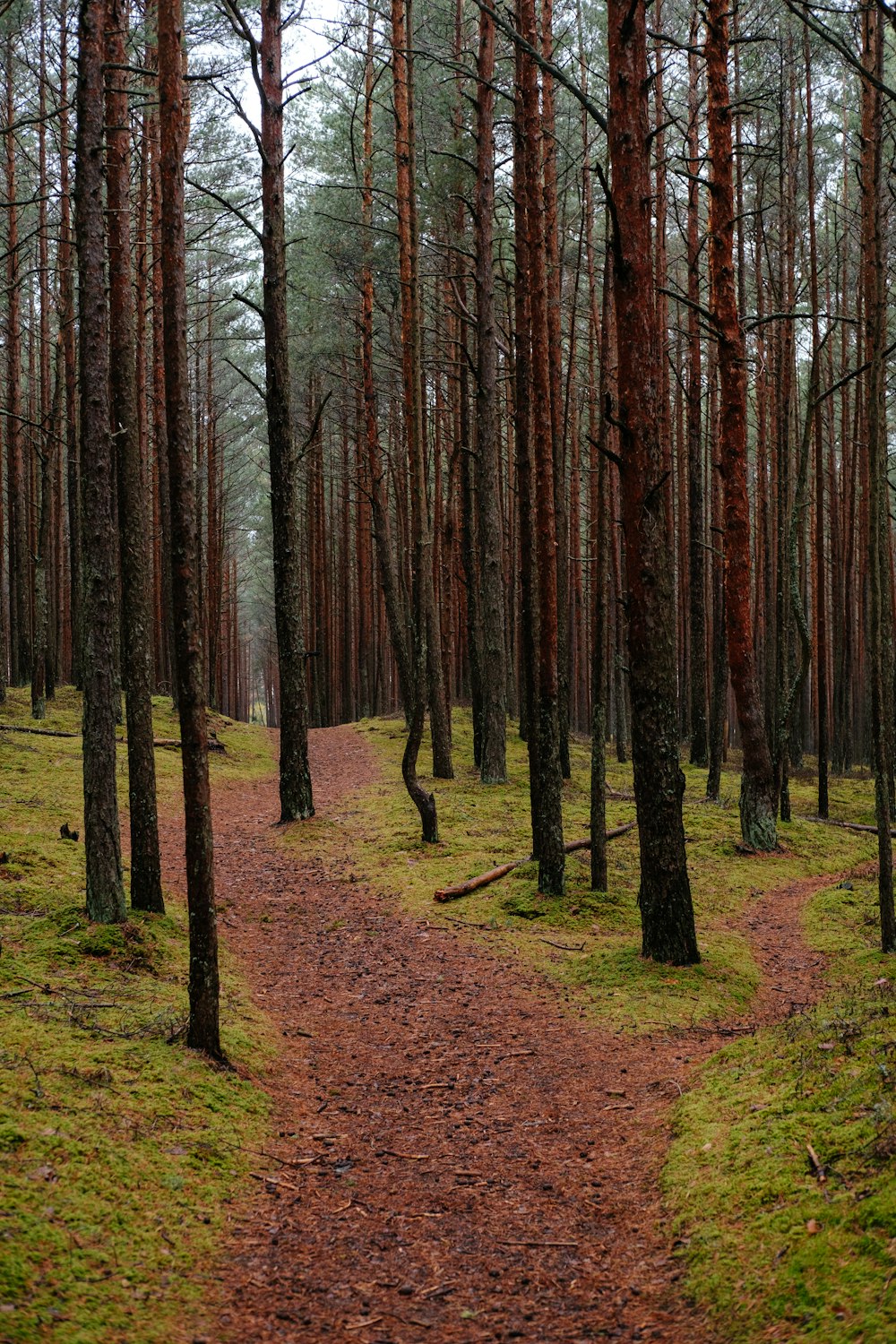 나무가 많은 숲을 통과하는 길