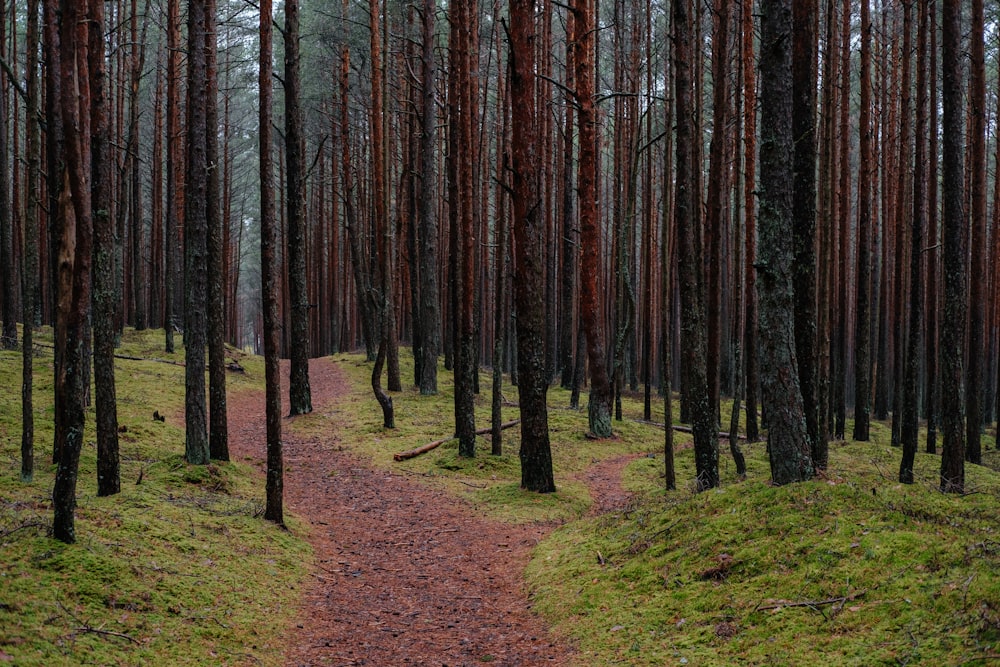 um caminho no meio de uma floresta com muitas árvores